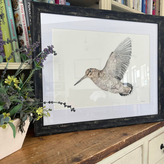 Woodcock Study