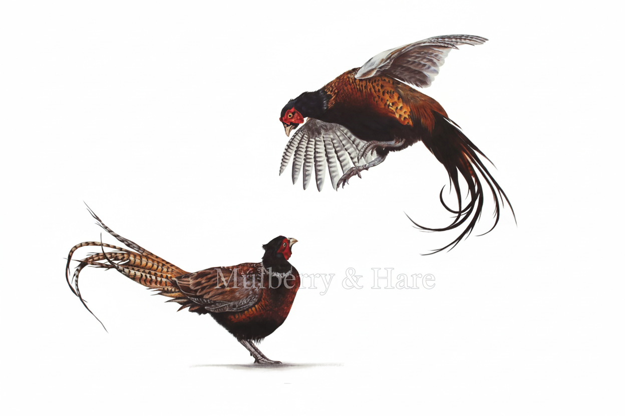 ‘Ruffled Feathers’ Limited Edition Print