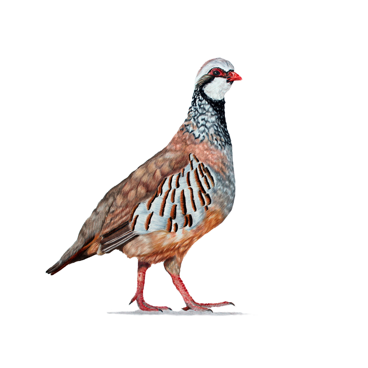 A detailed illustration of a red-legged partridge bird, shown in profile against a solid white background.