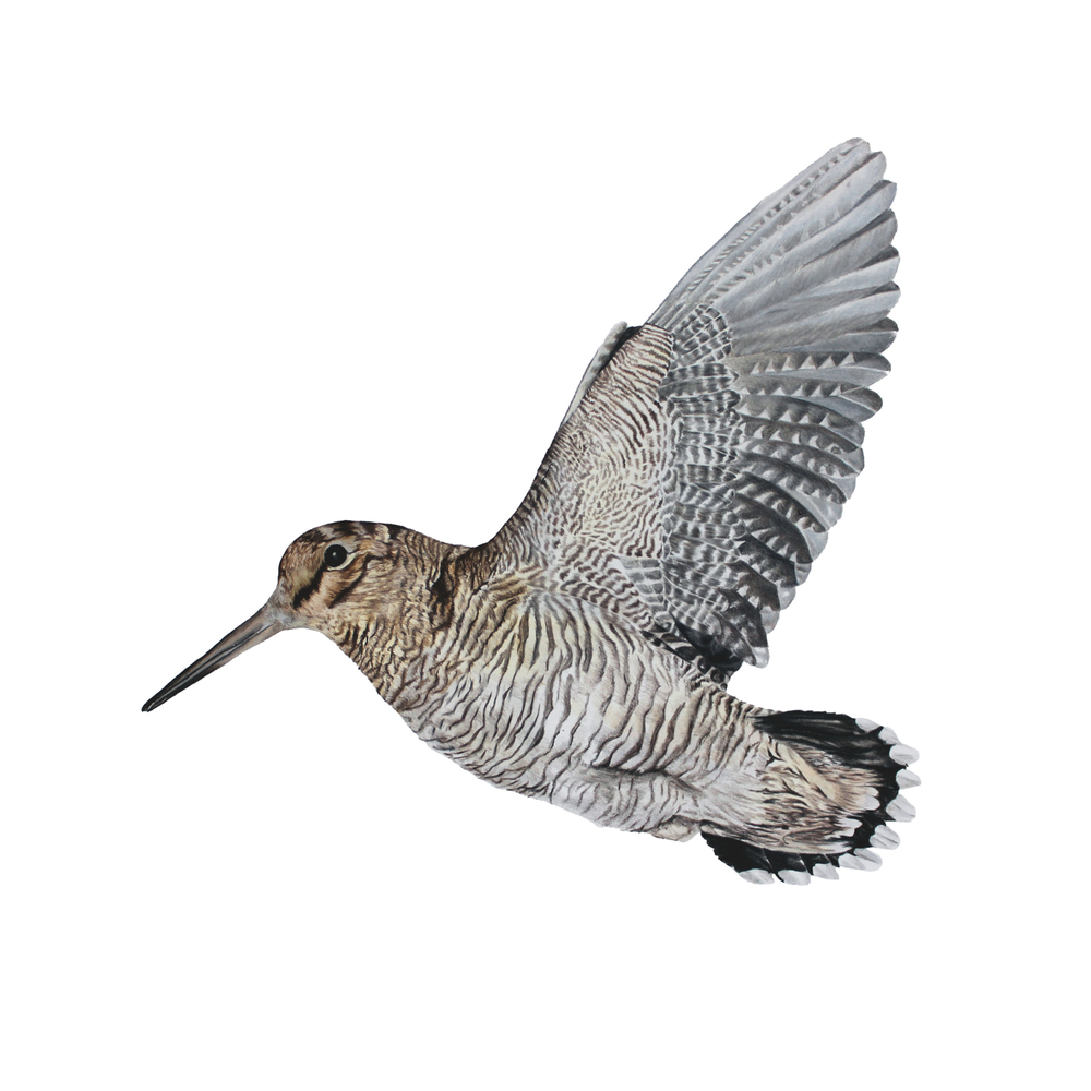 Woodcock Study