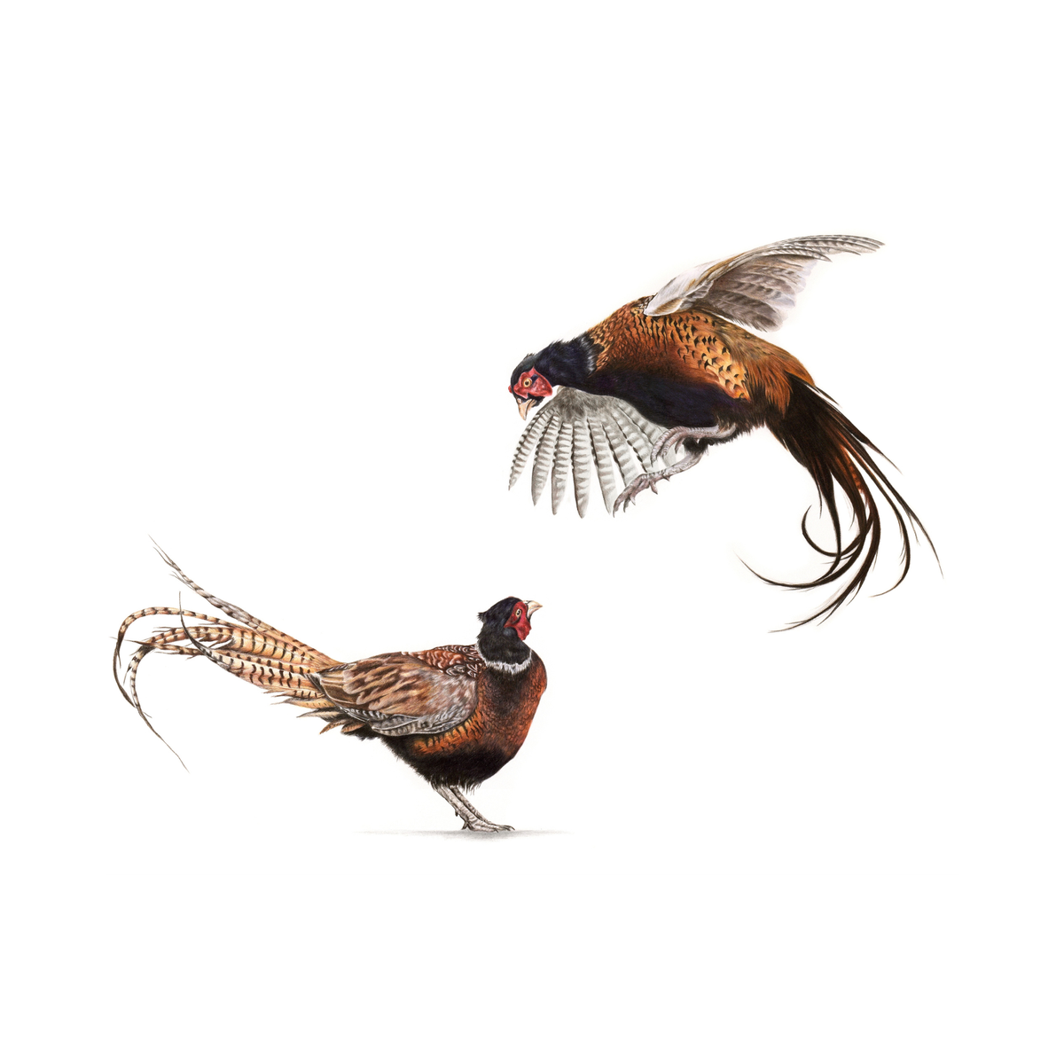 Coloured pencil artwork of two male pheasants, one flying and one standing – Ruffled Feathers by Mulberry & Hare.