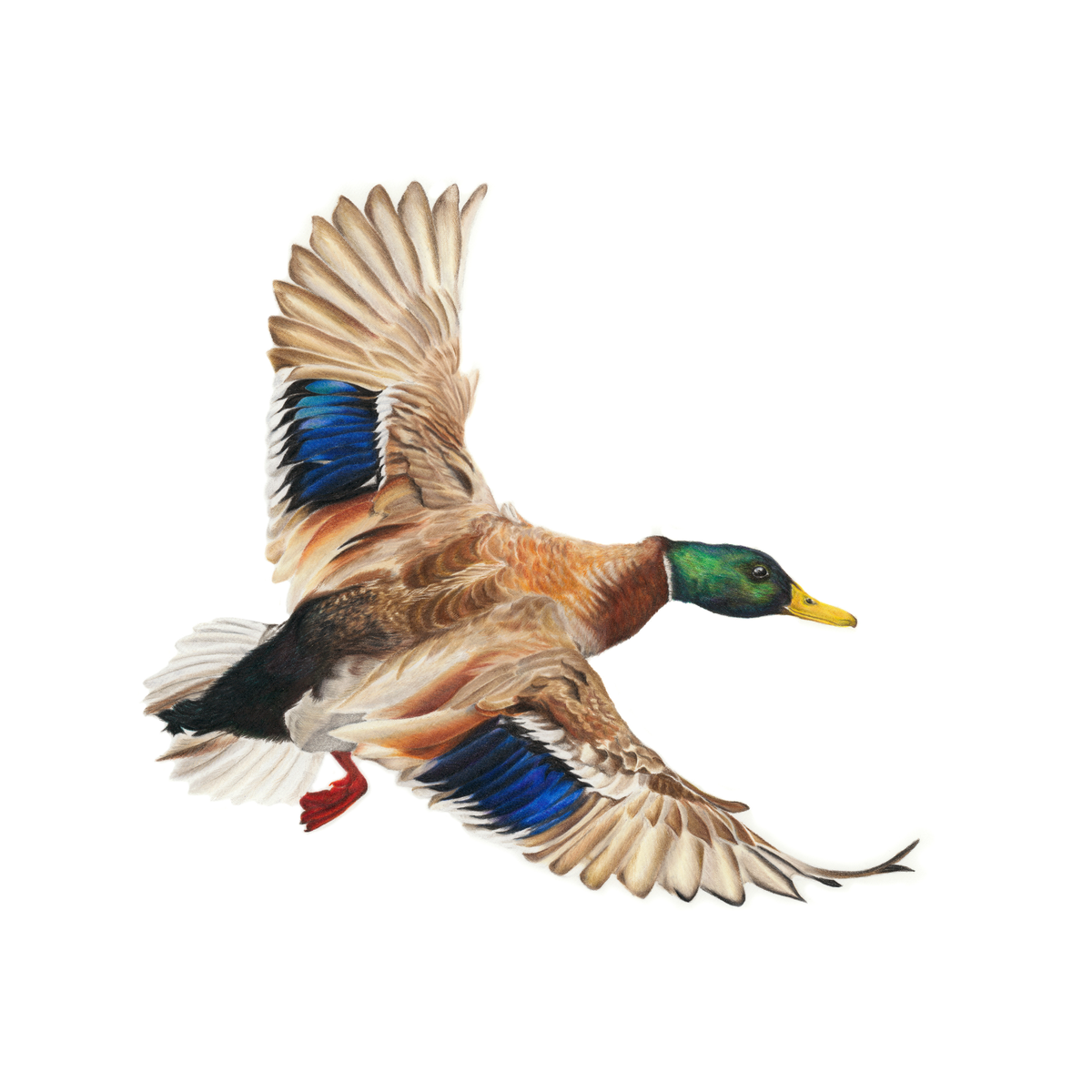 A coloured pencil drawing of a mallard duck in flight, shown against a solid white background. The duck features a green head, yellow beak, brown chest, and wings with brown, beige, and vibrant blue patches.