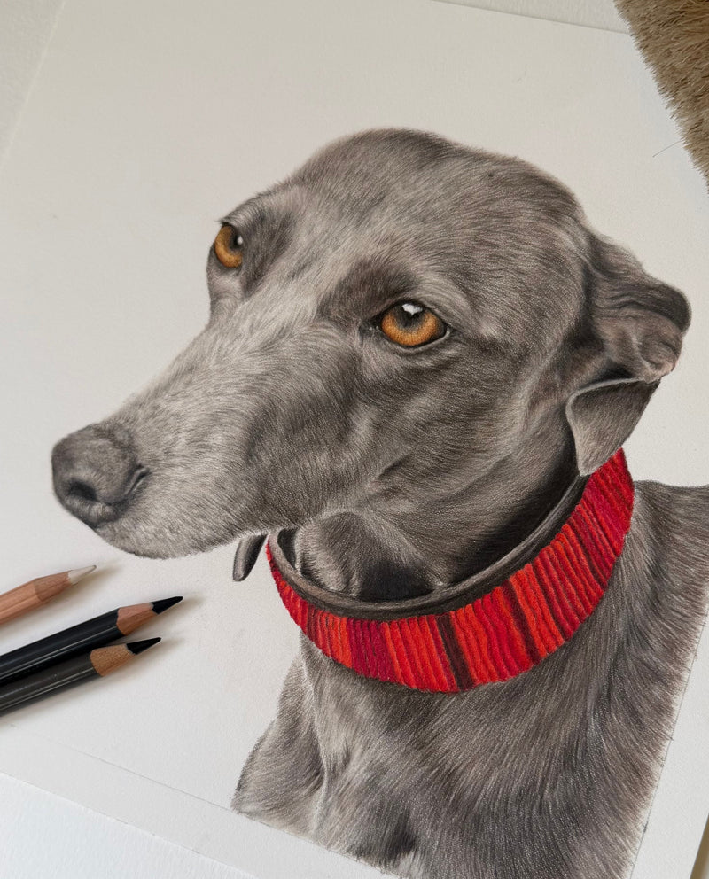 A realistic colored pencil drawing of a whippet wearing a red beaded, leather collar. Drawn on white Fabriano watercolour paper. Pet portrait commission. 