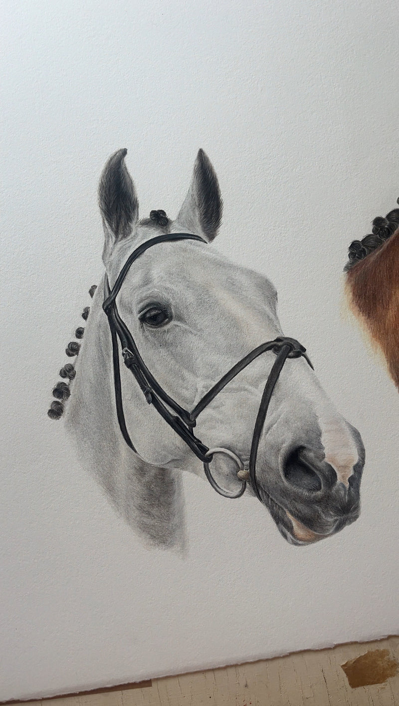 A close-up portrait of a grey  horse wearing a black bridle and plated, drawn in colored pencils. Part of a three horse commission. 