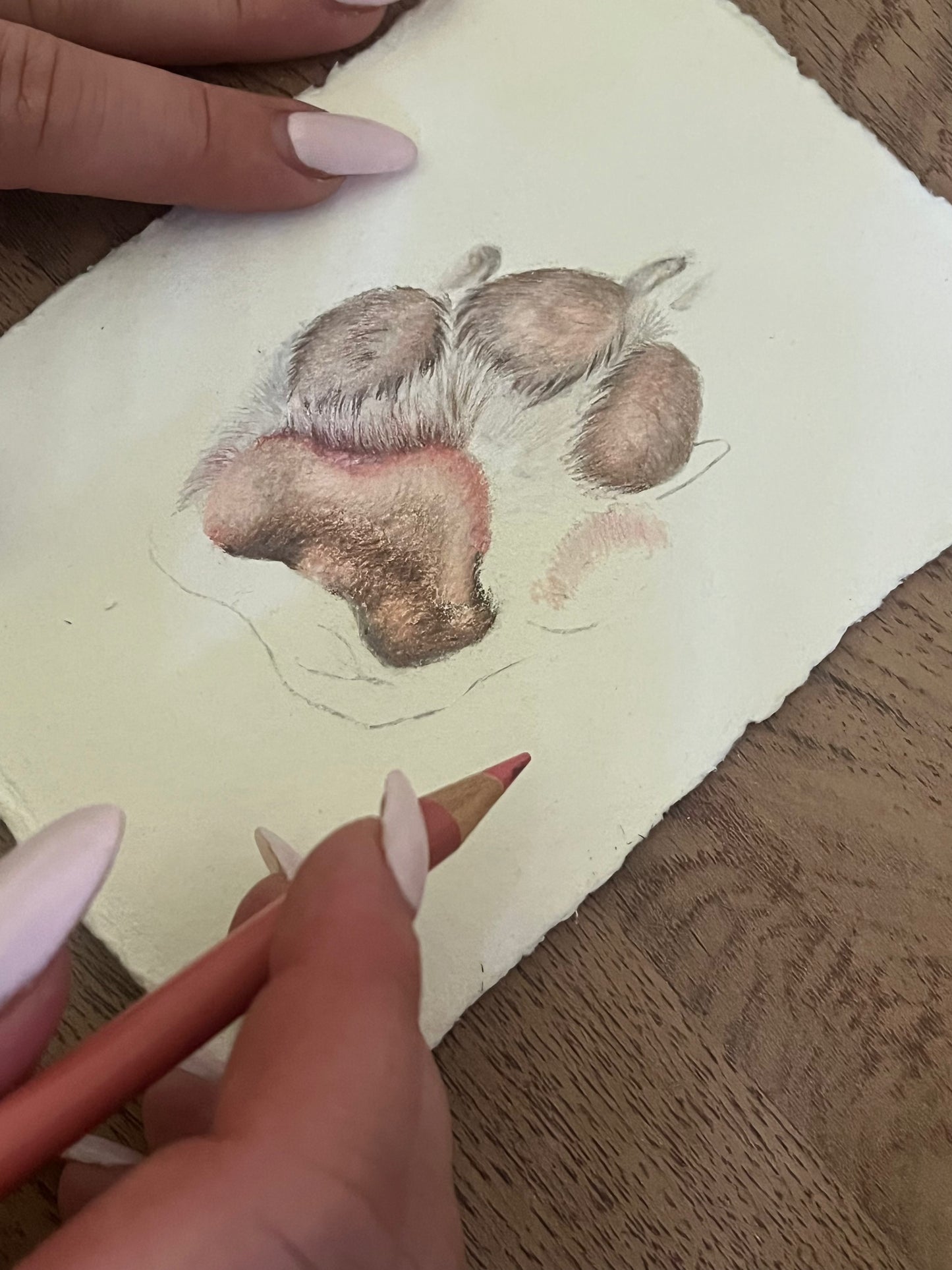 Bespoke Paw Portrait