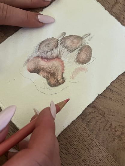 Bespoke Paw Portrait