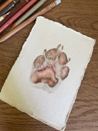 Bespoke Paw Portrait