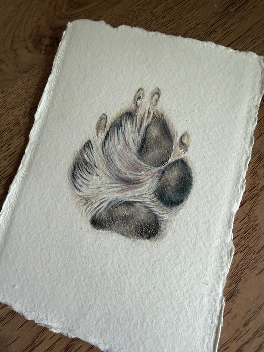 Bespoke Paw Portrait