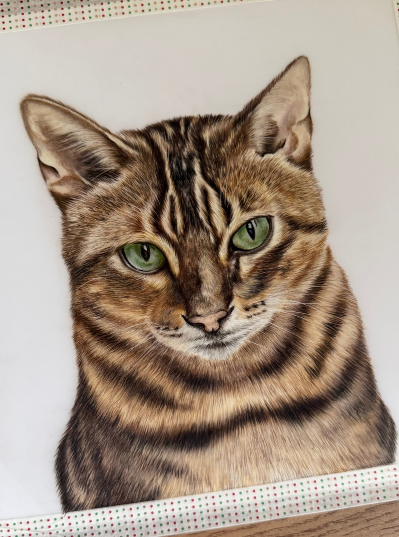 A close-up portrait drawing of a brown tabby cat with green eyes, drawn with colored pencils on a white drafting film. 