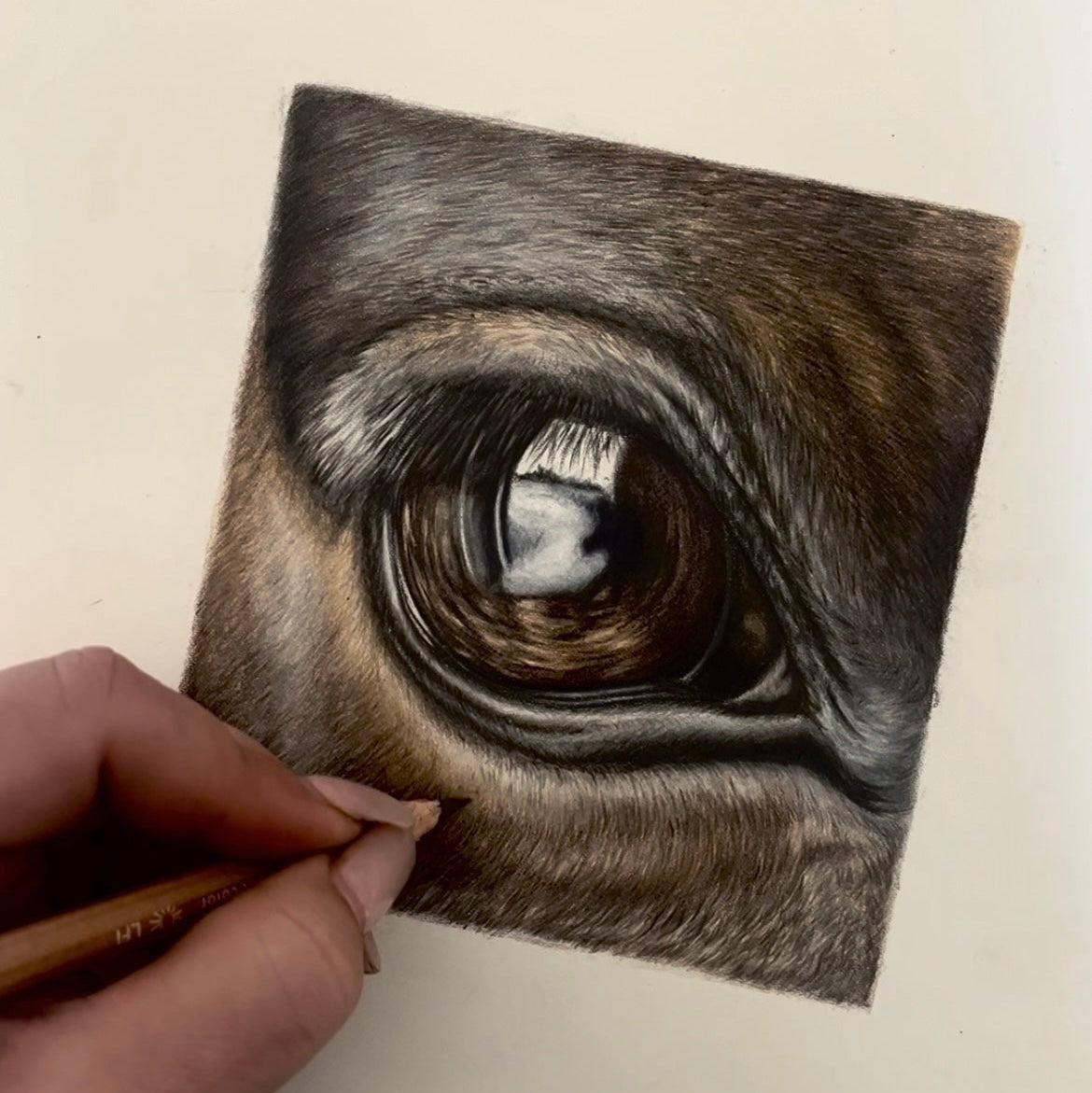 Artistic drawing of a horse's eye on paper with artists' hand holding a pencil.